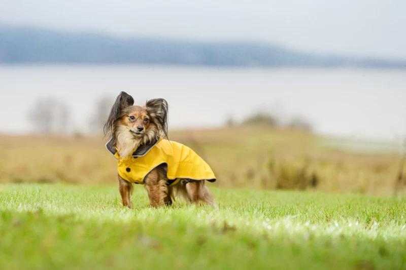 Hondenregenjas RukkaPets Stream Raincoat Geel 4 Hondenregenjas RukkaPets Stream Raincoat Geel - Afbeelding 2