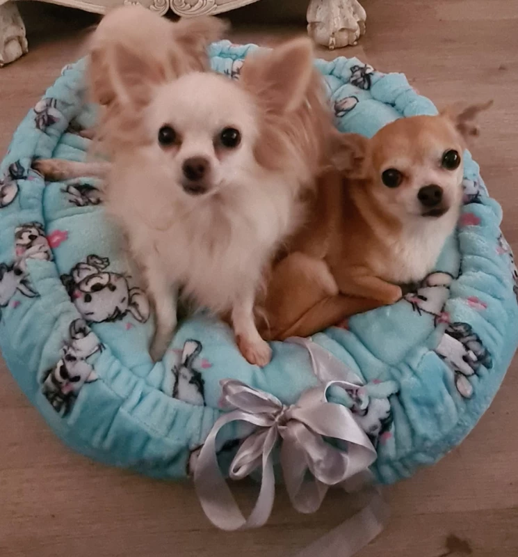 Hondenmand Welness 70 Cm Blauw Muisjes - IN VOORRAAD - GRATIS VERZENDING 4 Hondenmand Welness 70 Cm Blauw Muisjes - IN VOORRAAD - GRATIS VERZENDING - Afbeelding 2