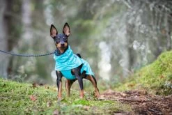 Hondenregenjas RukkaPets Hase Raincoat Turquoise Large -In Voorraad 10 Hondenregenjas RukkaPets Hase Raincoat Turquoise Large -In Voorraad -Hondenbenodigdheden 2f611d0ab9173e58e60024c159ef467ec5d0a8ce