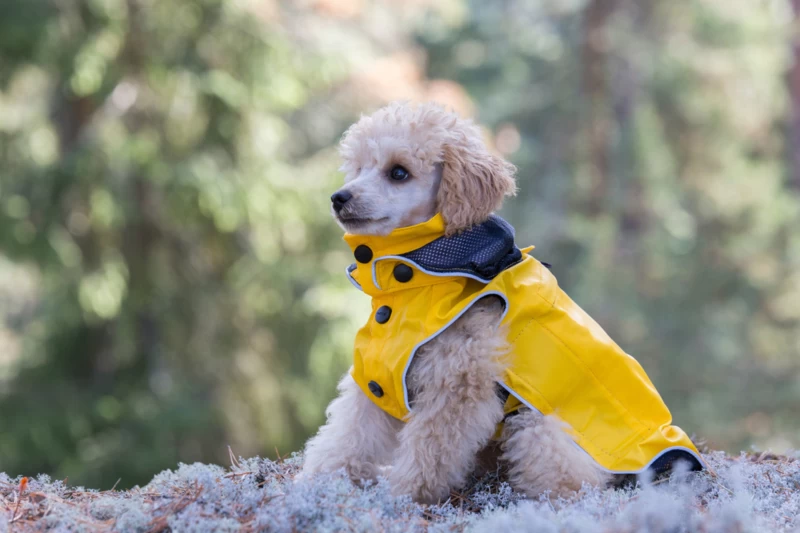 Hondenregenjas RukkaPets Stream Raincoat Geel 8 Hondenregenjas RukkaPets Stream Raincoat Geel - Afbeelding 6