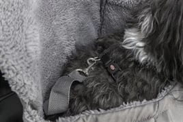 TRIXIE HONDENTAS BUIKDRAGER MOLLY GRIJS 25X17X38 CM- In Voorraad 8 TRIXIE HONDENTAS BUIKDRAGER MOLLY GRIJS 25X17X38 CM- In Voorraad - Afbeelding 6