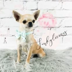 Funkylicious Halsband Grijs Met Strik Big Bow XS - Nekomvang 18-22 Cm - Invoorraad -Hondenbenodigdheden 83252253ba7d032c3aec3190679e7ff5b77ad0d9