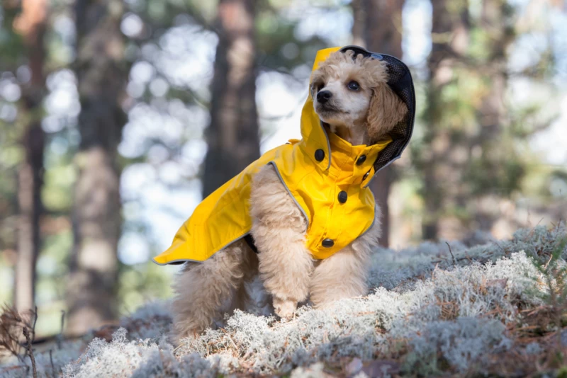 Hondenregenjas RukkaPets Stream Raincoat Geel 7 Hondenregenjas RukkaPets Stream Raincoat Geel - Afbeelding 5
