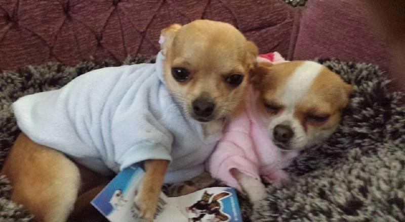 O LALA PETS -Jacket Smokey Blue Large- Ruglente 31-33 Cm - IN VOORRAAD 4 O LALA PETS -Jacket Smokey Blue Large- Ruglente 31-33 Cm - IN VOORRAAD - Afbeelding 2