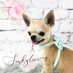 Hondentuigje Funkylicious BigBow-black Harnas XXS - Borstomvang24-28 Cm - In Voorraad -Hondenbenodigdheden aa4a069b1e3ef9a47dfdd660f4251a7d66764902 1