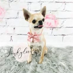 Funkylicious Halsband Roze Grote Strik Big Bow XS - Nekomvang 18-22 Cm - In Voorraad 9 Funkylicious Halsband Roze Grote Strik Big Bow XS - Nekomvang 18-22 Cm - In Voorraad -Hondenbenodigdheden c9833af3788da392b2326159e2586e6f08492f5c