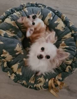 Hondenmand Welness Grijs 70 Cm Met Hertjes- IN VOORRAAD - TIJDELIJK GRATIS VERZENDING -Hondenbenodigdheden d8ca99a02e754688ea100c2e75f5c7e62245805b