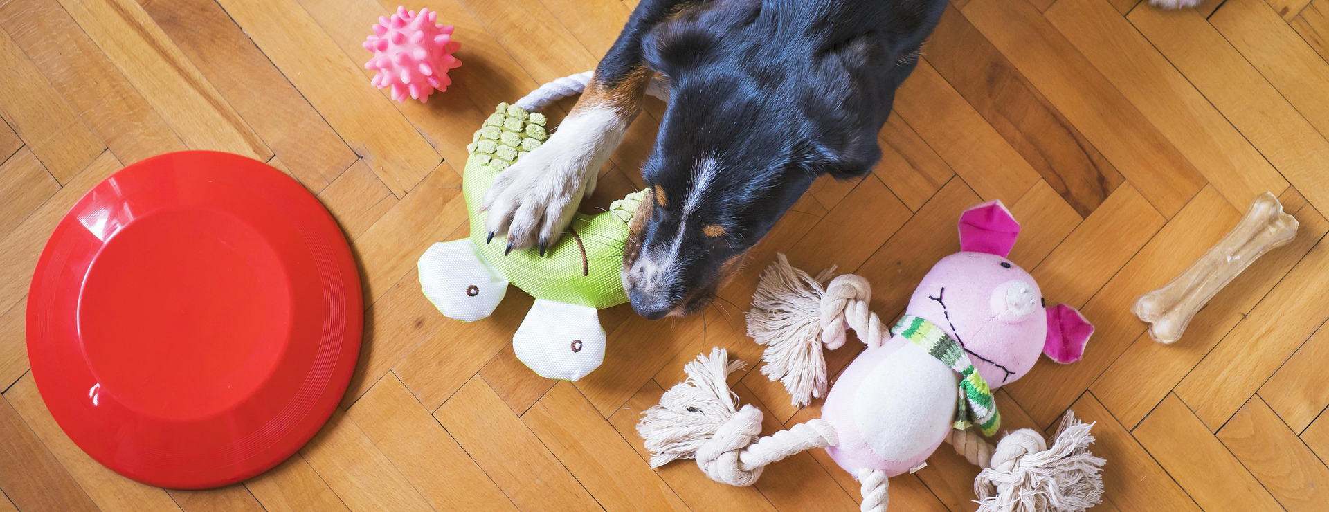 Hondenbenodigdheden -Hondenbenodigdheden dog toys 5175628 1920 1