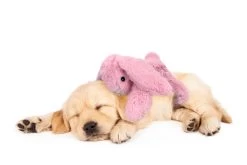 Cozy Dog Bunny Knuffel Met Hartslag -Hondenbenodigdheden e0c3405be3827f6c146ec6dd1952574101455984