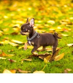 Halsketting Strass 3 Rijen Voor De Kleintjes - Maat M- 25 Cm + 5 Cm Verlengketting - In Voorraad -Hondenbenodigdheden e77aacae707a9964fa0e6004dc28321da8cd43dc