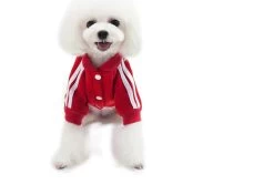 Hondenjumpsuit Star Blauw - Small - Ruglengte 20 Cm - In Voorraad -Hondenbenodigdheden f261584e67b7797770d11d1ccf4f8e6b554db35a 1