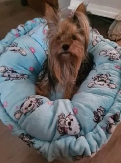 Hondenmand Welness 70 Cm Blauw Muisjes - IN VOORRAAD - GRATIS VERZENDING 10 Hondenmand Welness 70 Cm Blauw Muisjes - IN VOORRAAD - GRATIS VERZENDING -Hondenbenodigdheden fa4a133e9acf4c3bf676545a127e0b303e0f6cbb