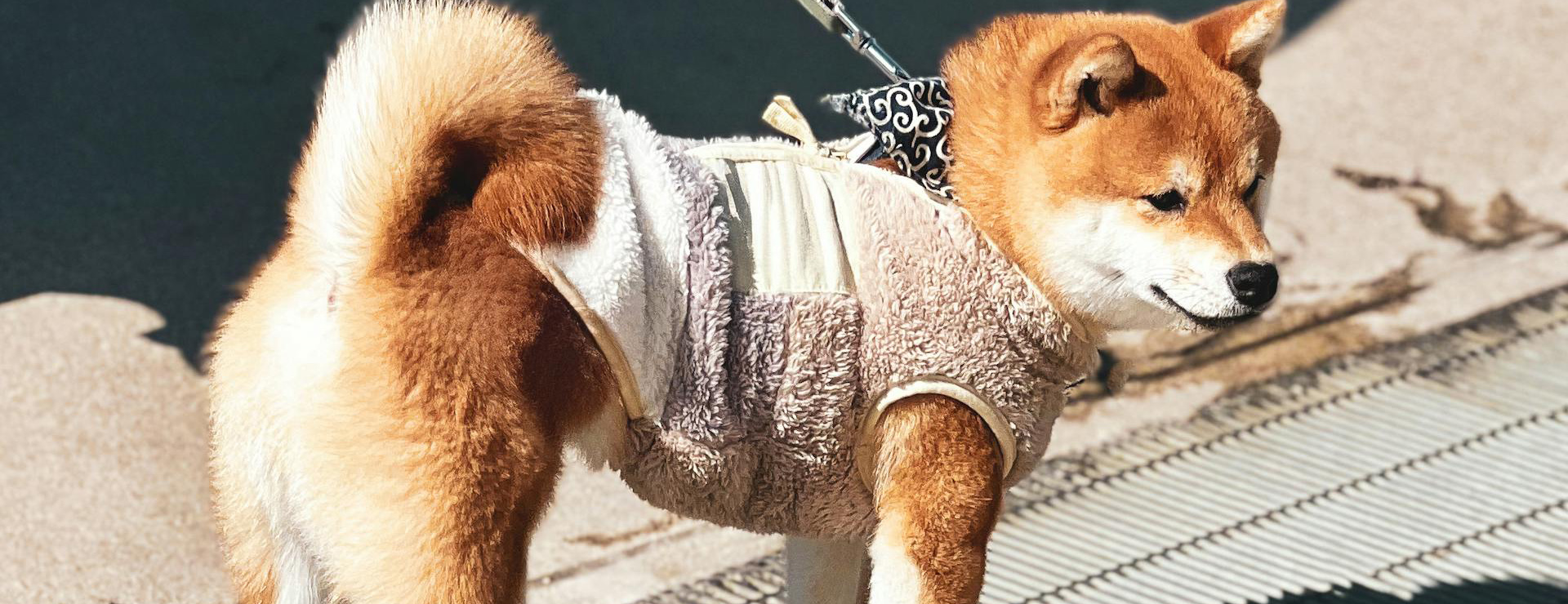 Hondenbenodigdheden -Hondenbenodigdheden pexels boris dahm 2150922402 31851487